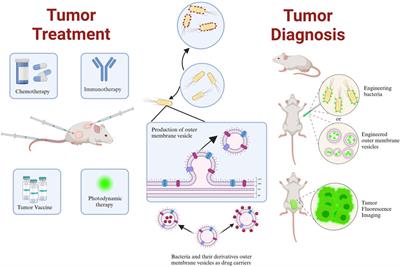 Advances in anti-tumor based on various anaerobic bacteria and their derivatives as drug vehicles